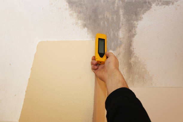 Best Attic Mold Removal  in Maywood Park, OR